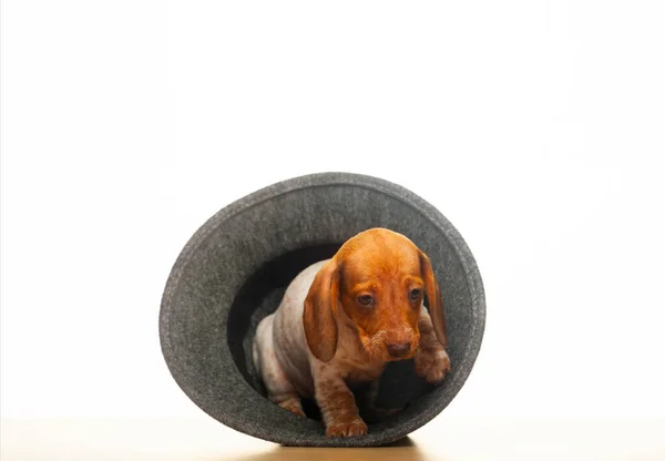 Image Dog Hat White Background — Stock Photo, Image