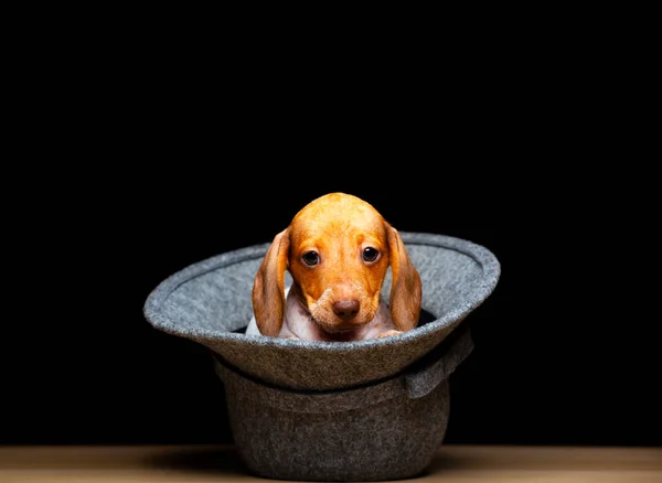 犬の帽子の暗い背景の画像 — ストック写真