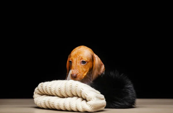 Afbeelding Van Hond Hoed Donkere Achtergrond — Stockfoto