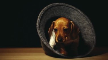 Köpek şapkası koyu arkaplan görüntüleri 