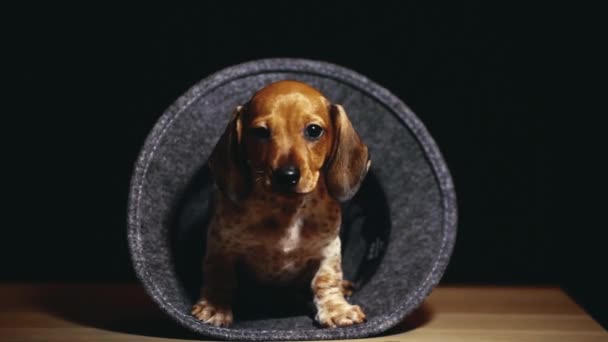 Imagens Cão Chapéu Fundo Escuro — Vídeo de Stock