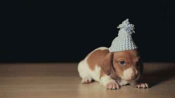 犬の帽子の暗い背景の映像 — ストック動画