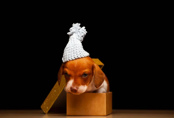 Image Dog Hat Box — Stock Photo, Image