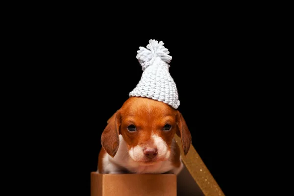 Image Dog Hat Box — Stock Photo, Image