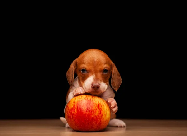 Imagem Cão Maçã Fundo Escuro — Fotografia de Stock