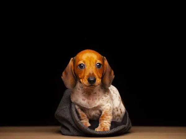 Afbeelding Van Hond Donkere Achtergrond — Stockfoto