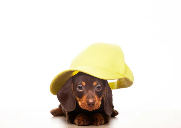 Afbeelding Van Hond Cap Witte Achtergrond — Stockfoto