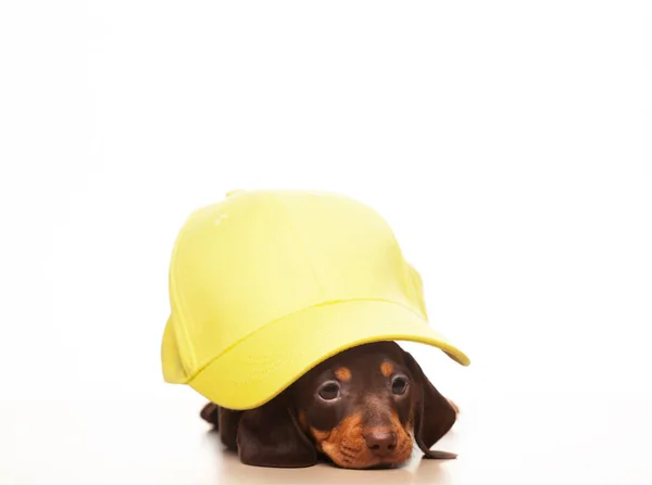 Afbeelding Van Hond Cap Witte Achtergrond — Stockfoto