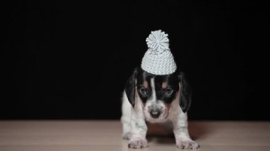 Köpek şapkası koyu arkaplan görüntüleri 