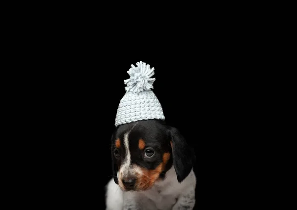 Köpek Şapkası Resmi Koyu Arkaplan — Stok fotoğraf