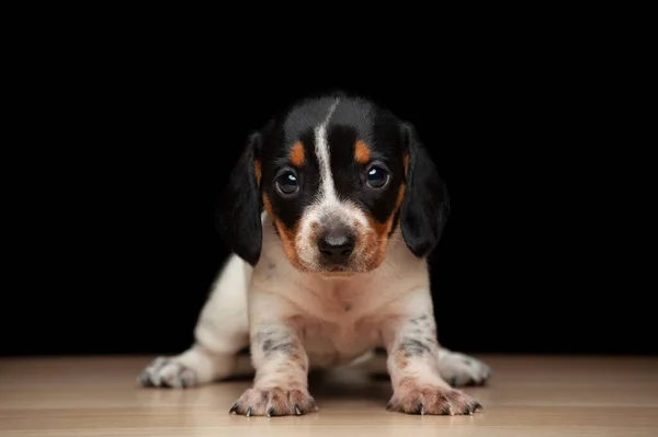 Bild Hund Mörk Bakgrund — Stockfoto