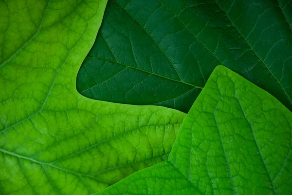 Imagen Fondo Hoja Verde — Foto de Stock