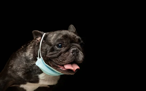 Imagem Cão Fundo Escuro — Fotografia de Stock