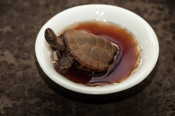 Çay Fincanı Kaplumbağası Resmi — Stok fotoğraf