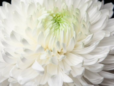 Makro çiçek arkaplanının resmi