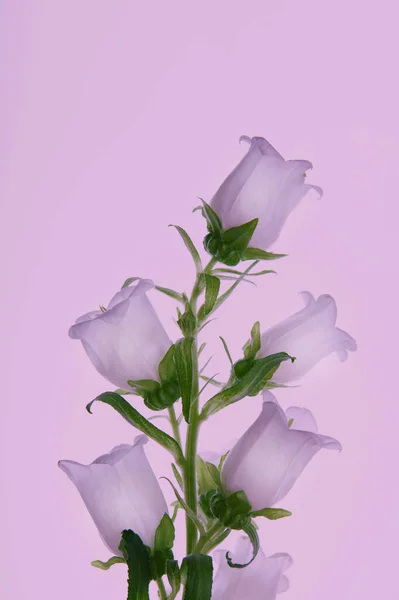 Image Flower Violet Background — Stock Photo, Image