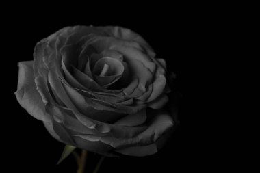 Çiçek koyu arkaplan resmi