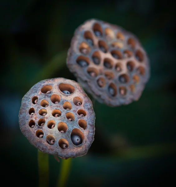 Caixa de lótus — Fotografia de Stock