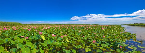 Lotus поля — стокове фото