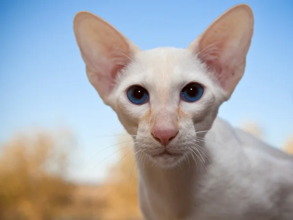 Witte Oriental — Stockfoto