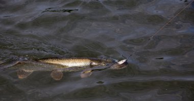 büyük pike
