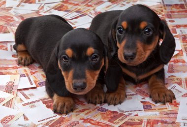 Dachshund köpekler