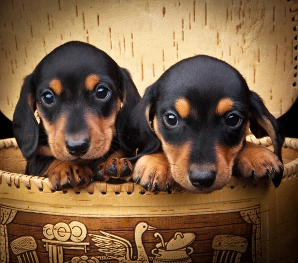 Dachshund Köpek — Stok fotoğraf