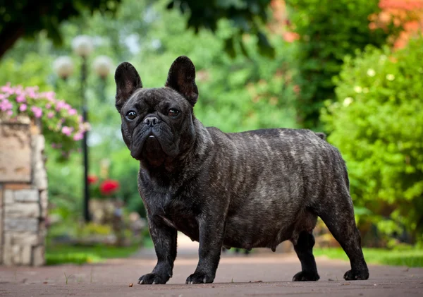 Buldog in the garden — Zdjęcie stockowe