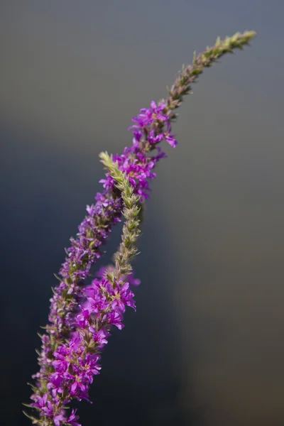 Willow-herb — Stock fotografie