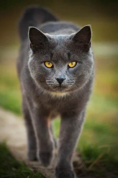 Gato selvagem — Fotografia de Stock