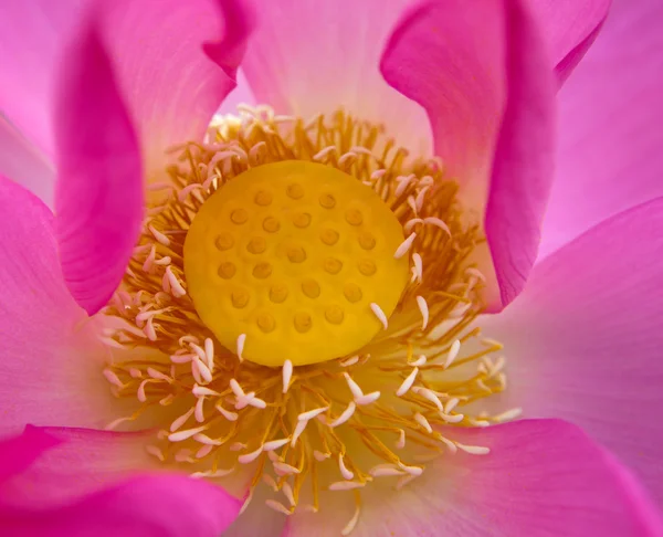 Lotus — Stockfoto