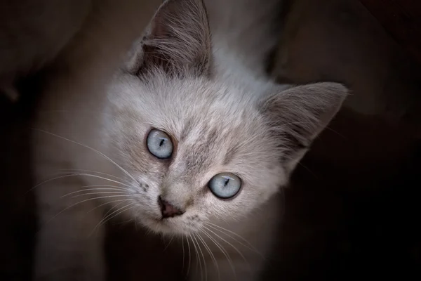 野生猫 — 图库照片