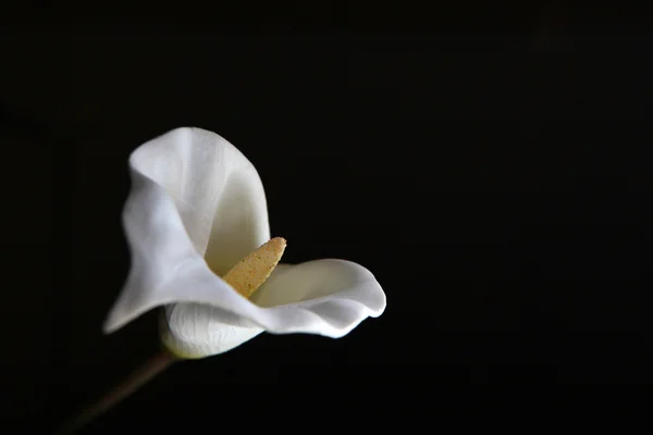 white flower on black background