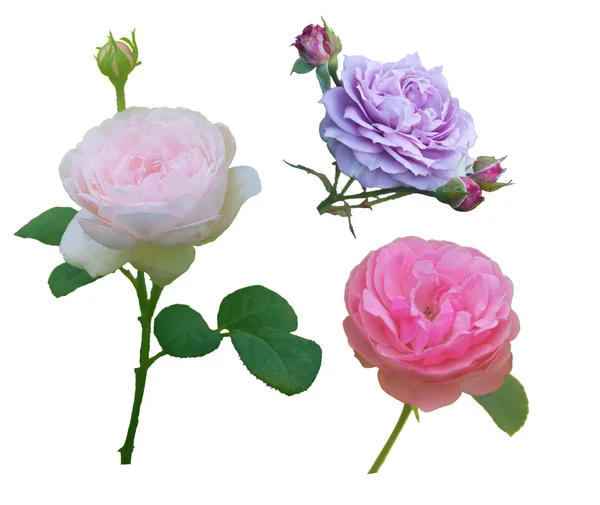 Tres brotes de rosas de diferentes colores Imágenes De Stock Sin Royalties Gratis