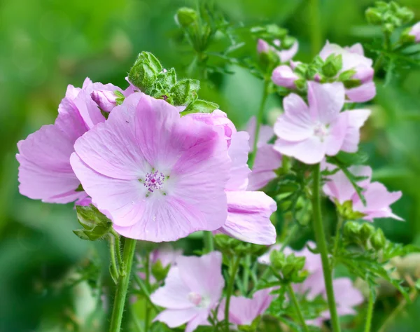 Malva-rosa florida — Fotografia de Stock