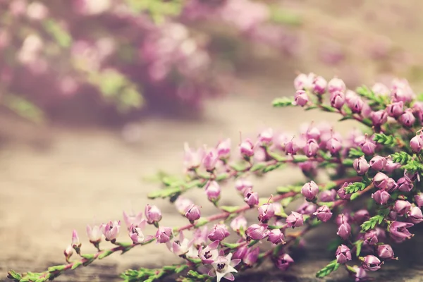 Květinový Retro pozadí s květinami a letní světlo — Stock fotografie