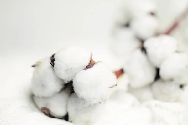 White Cotton Flower on Background with Copyspace — Stock Photo, Image