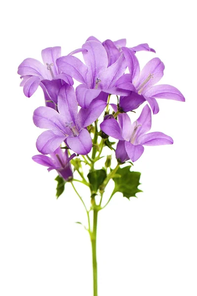 Flower Campanula Isolated on White Background — Stock Photo, Image