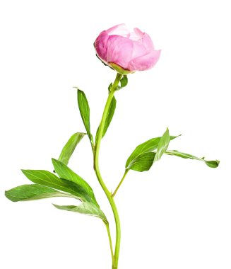 Beyaz arkaplanda çiçek şakayığı izole edilmiş