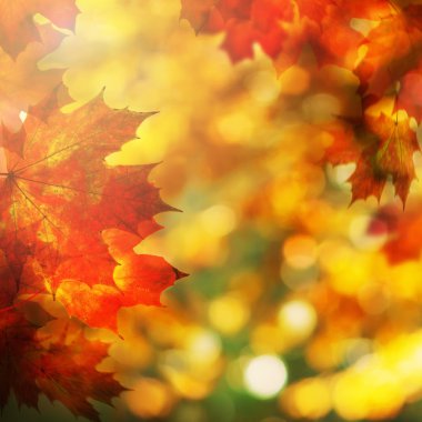 Akçaağaç yaprakları ile sonbahar arka plan. Sonbahar sınır