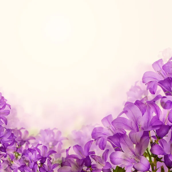Flores Bluebell sobre fondo floral —  Fotos de Stock