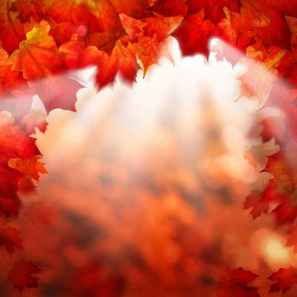 Abstract Autumn Background Border with Fall Maple Leaves — Stock Photo, Image