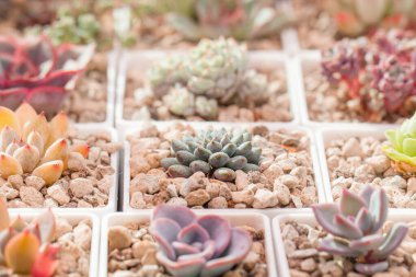 Echeveria, sulu bitkiler üzerine sulu bir set hazırladı.