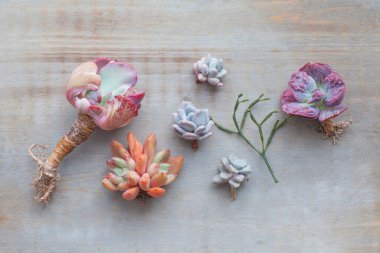 Set of different colorful succulent flowers on vintage wooden background clipart