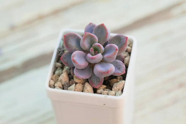 Echeveria Έρως Ζουμερό Φυτό Εσωτερικού Χώρου Λευκή Γλάστρα — Φωτογραφία Αρχείου