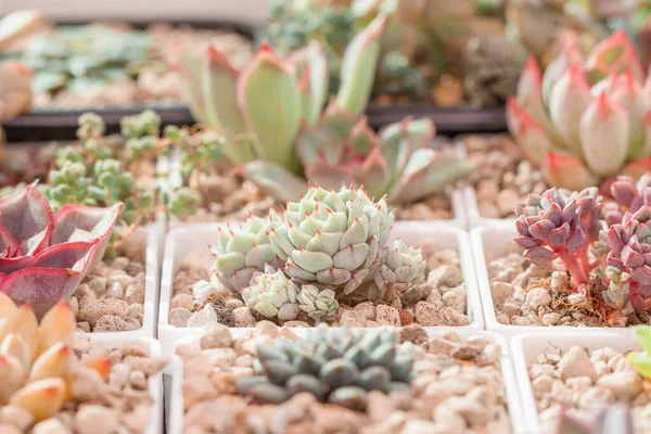 カラフルな多肉植物多肉植物Echeveria青ミニミマ多肉植物の植物背景 — ストック写真