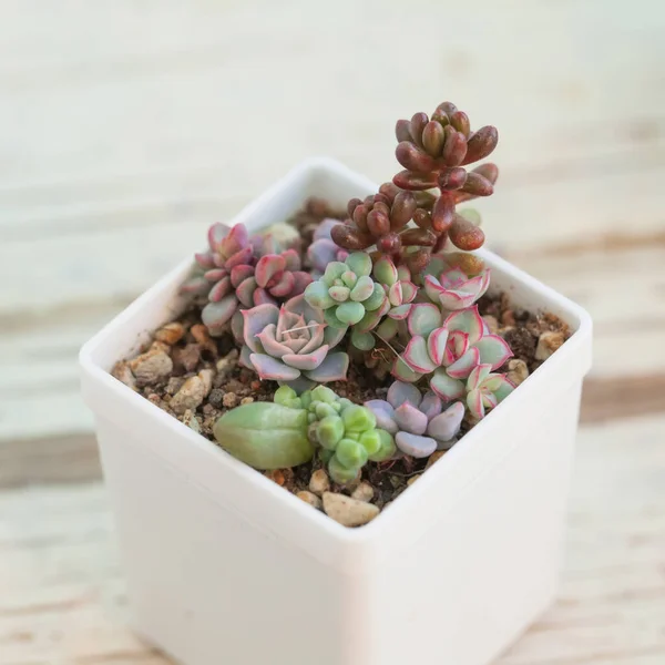 Pequeñas Plantas Suculentas Maceta Blanca Echeveria Sedum Flores Pachyphytum —  Fotos de Stock