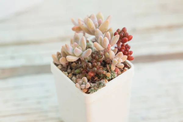 Pastel Colores Sedum Plantas Interior Suculentas Sobre Fondo Blanco —  Fotos de Stock