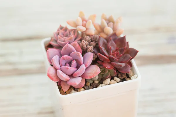 Perfette Rose Echeveria Fiori Succulenta Vaso Bianco — Foto Stock