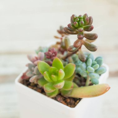 Beyaz arkaplanda sulu bitkiler